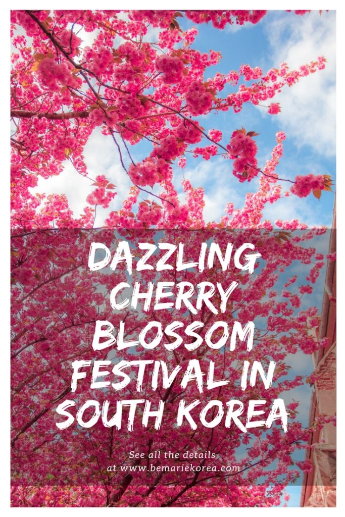 Gyeongju Cherry Blossom Festival in Korea