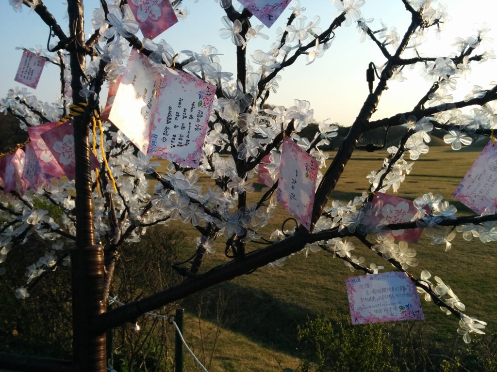 how long do cherry blossoms last ; cherry blossom in Gyeongju