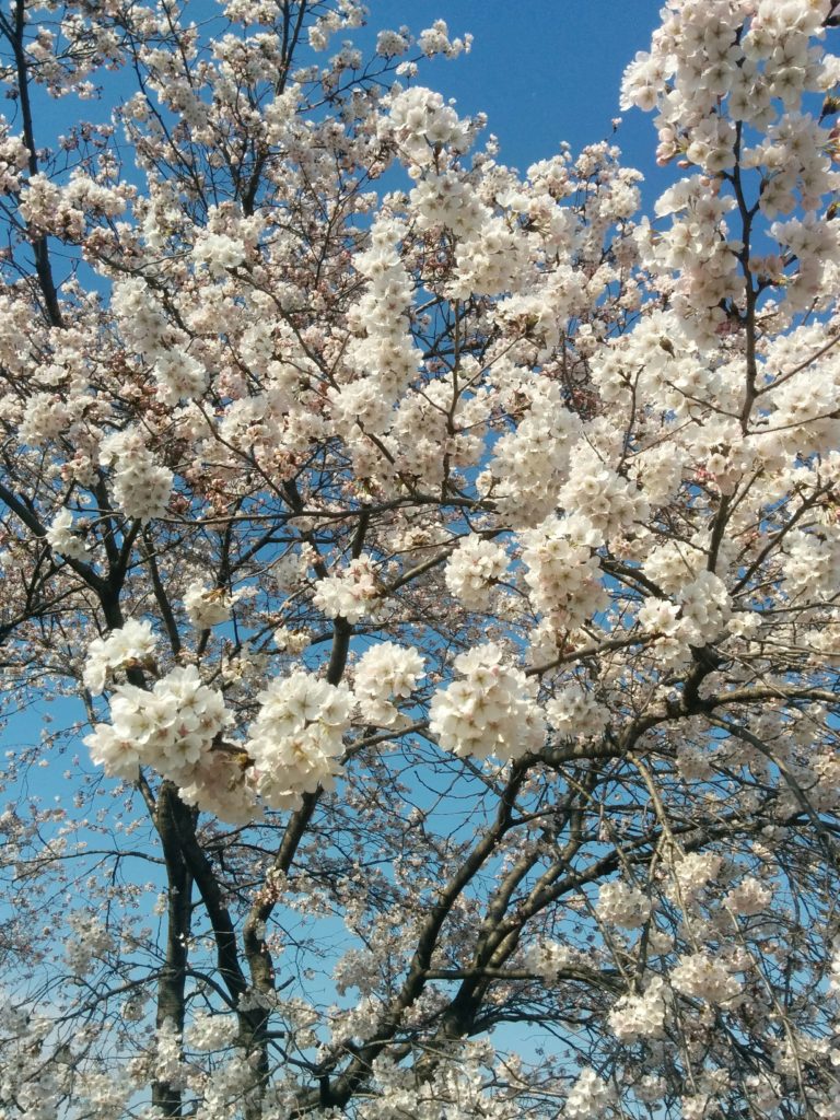 Gyeongju Cherry Blossom Festival