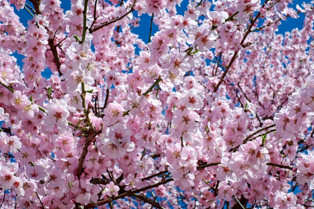 Cherry Blossom Season Korea gyeongju cherry blossom festival