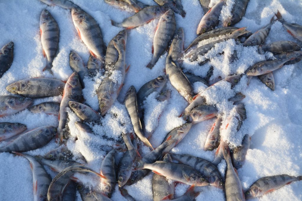 korea trip package: hwacheon ice fishing festival