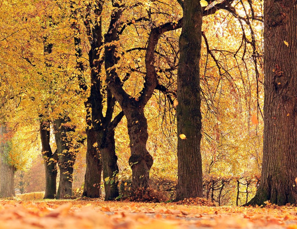 korea one day tour: nami island
