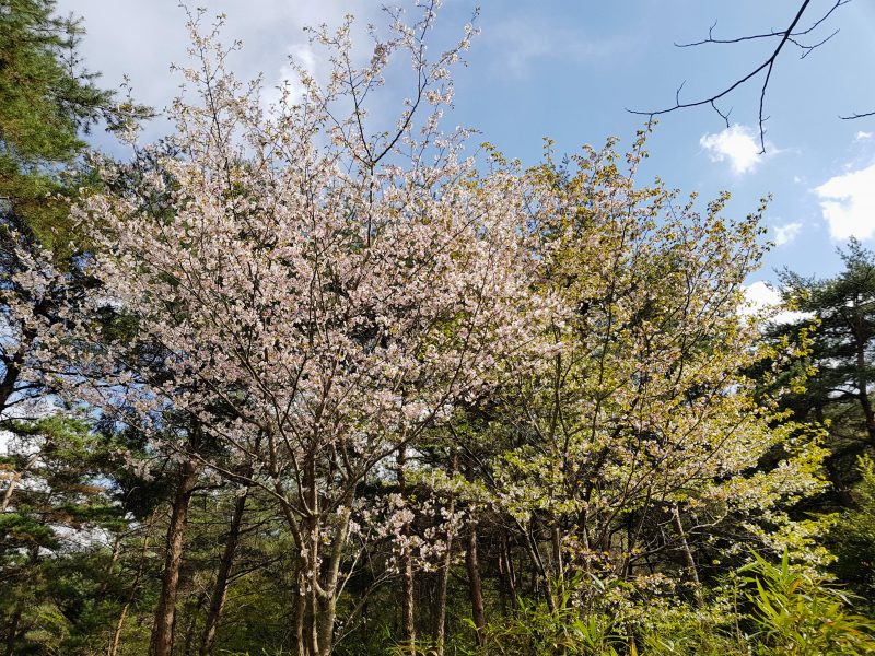 seoul forest cherry blossom