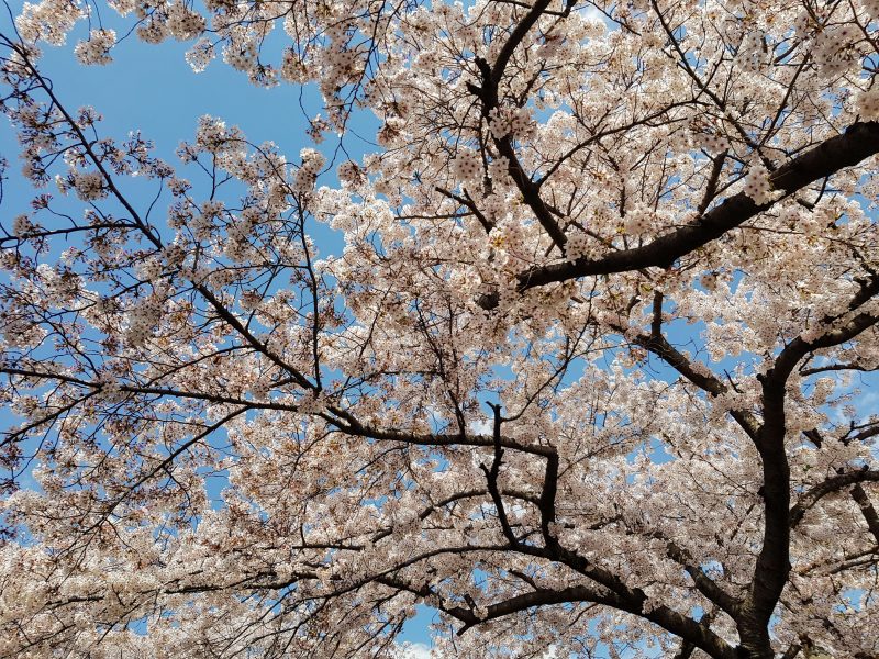 cherry blossom festival seoul