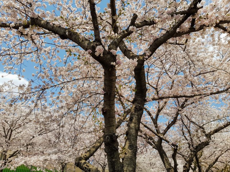 seoul in spring
