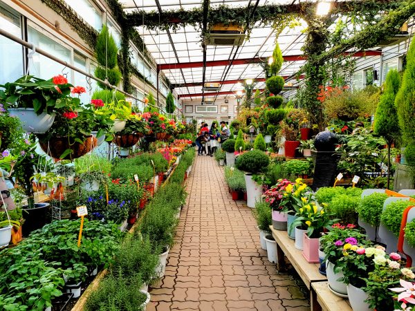 herb island korea