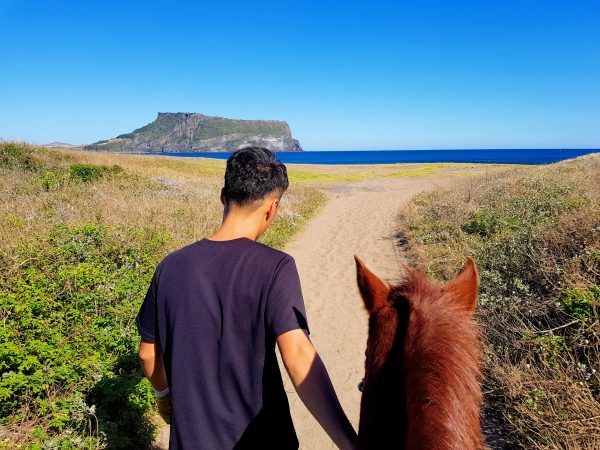 jeju horse