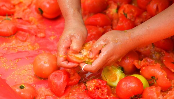 hwacheon korea tomato