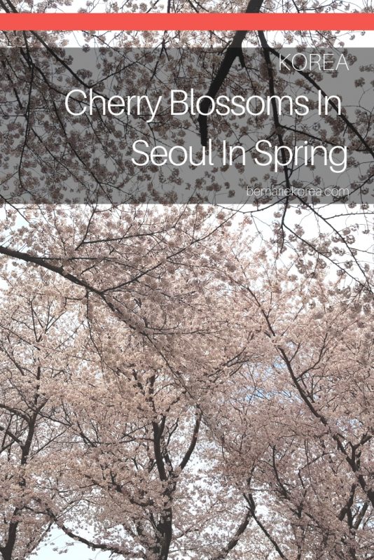 things to do in seoul in spring