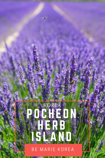 lavender field pocheon