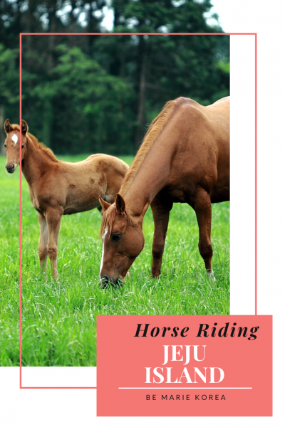 jeju island horse riding