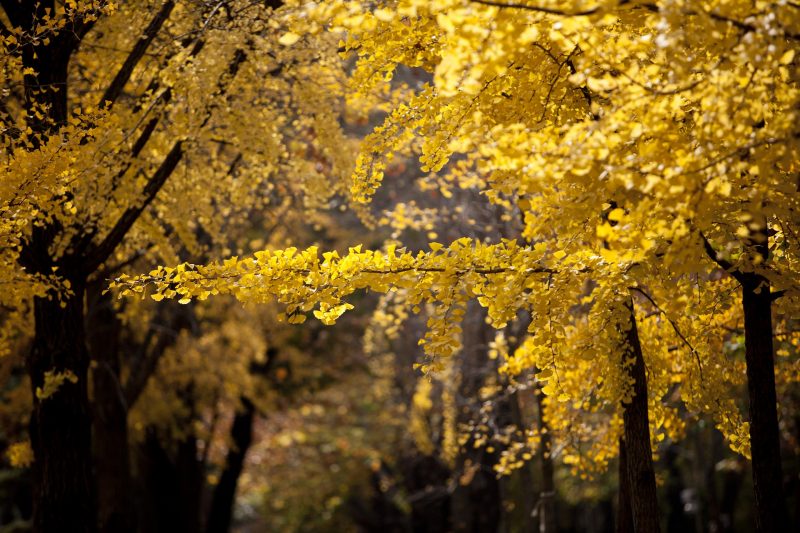autumn in Seoul