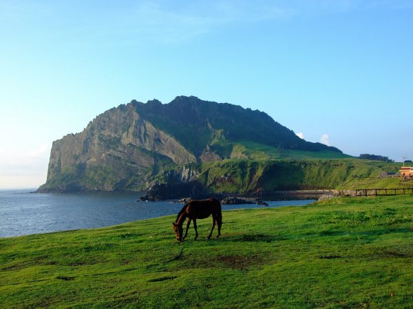 jeju horse riding park