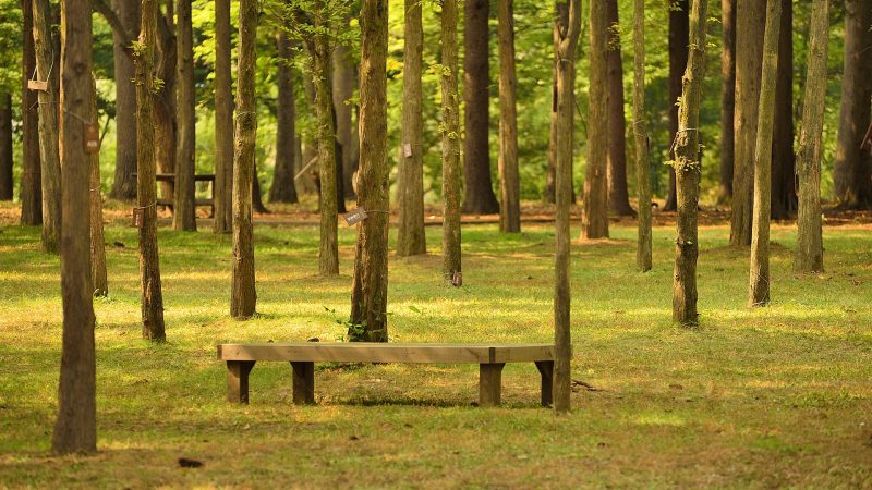 How To Go To Nami Island From Seoul