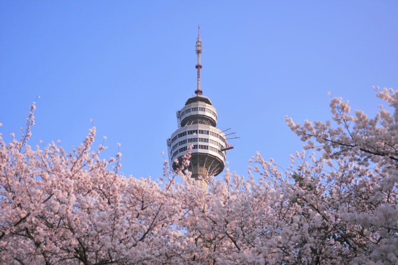 cherry blossoms in daegu