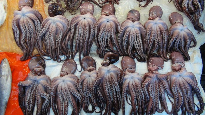 2 days in busan Jagalchi Fish Market