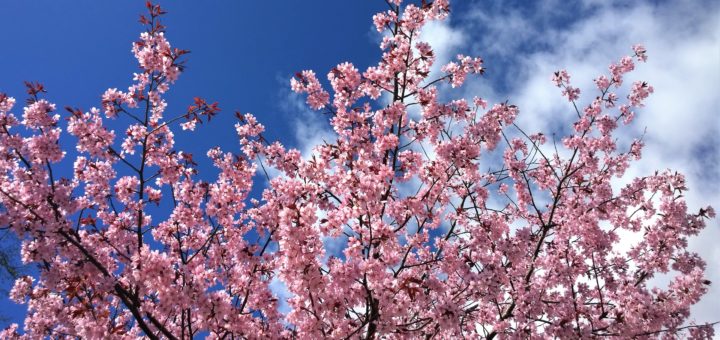 Gyeongju Cherry Blossom Festival in Korea