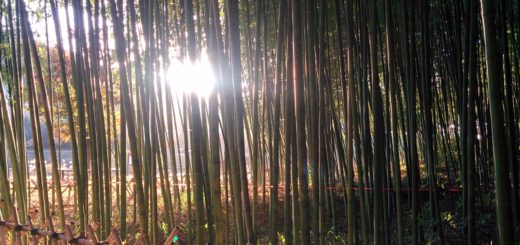 Taehwa River Bamboo Forest Ulsan