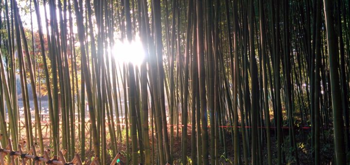 Taehwa River Bamboo Forest Ulsan