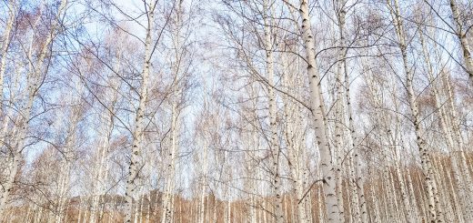 birch tree forest in winter in korea