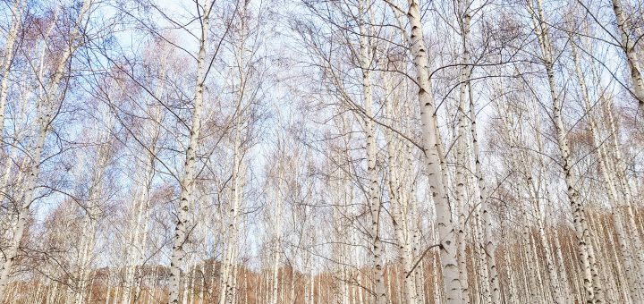 birch tree forest in winter in korea
