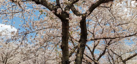 seoul in spring