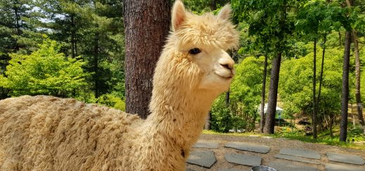 Alpaca World Korea