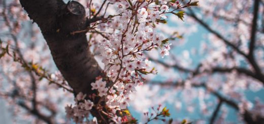 jinhae cherry blossom festival