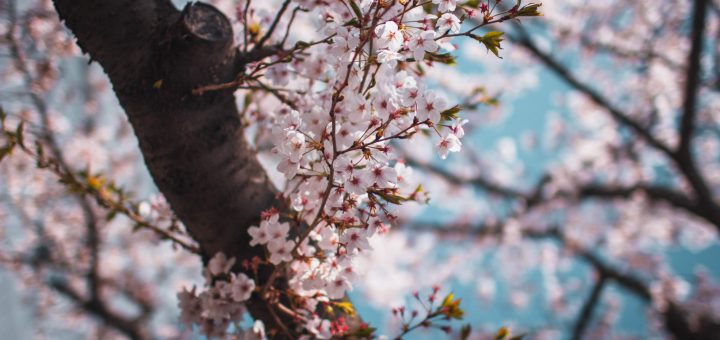 jinhae cherry blossom festival