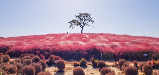 anseong farmland