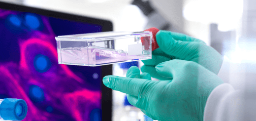 stem cell korea