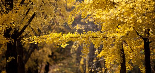 autumn in Seoul