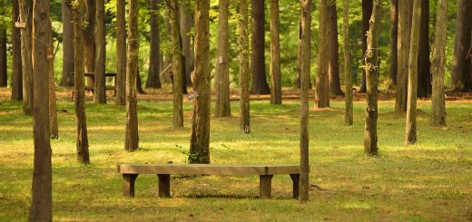 How To Go To Nami Island From Seoul