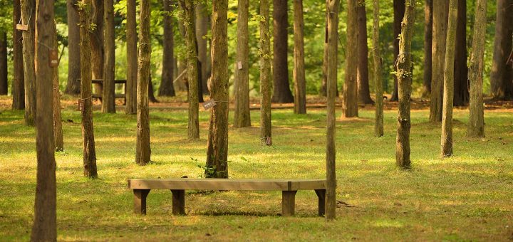 How To Go To Nami Island From Seoul